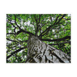 Black Walnut Trunk and Branches