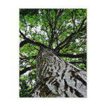 Black Walnut Trunk and Branches