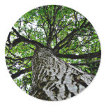 Black Walnut Trunk and Branches