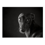 Black whippet post cards