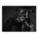 Black whippet postcard