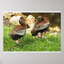 Black Whistling Duck Posters