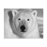 Black & Whit Polar Bear Postcard
