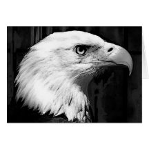 Black & White Bald Eagle Greeting Card