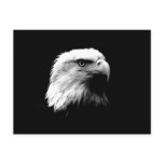 Black & White Bald Eagle postcards