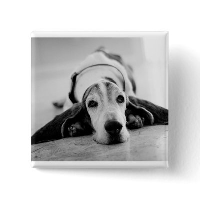Black & White Basset Hound Button by azbassetrescue