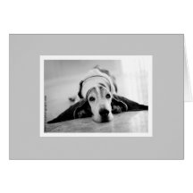 Black & White Basset Hound Card