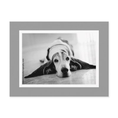 Black & White Basset Postcard by azbassetrescue