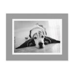 Black & White Basset Postcard