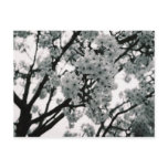 Black & White Blooms postcards