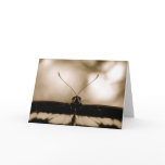 Black & White BUTTERFLY CARD