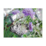 Black & White Butterfly Postcard