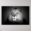 Black & White / BW Lion Poster Print - Lion Face