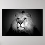 Black & White / BW Lion Poster Print - Lion Face