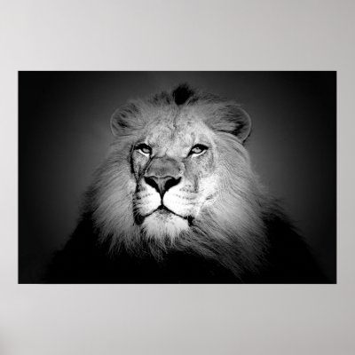 Black & White / BW Lion Poster Print - Lion Face by made_in_atlantis