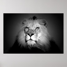 Black & White / BW Lion Poster Print - Lion Face