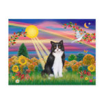 Black & White Cat - Autumn Sun