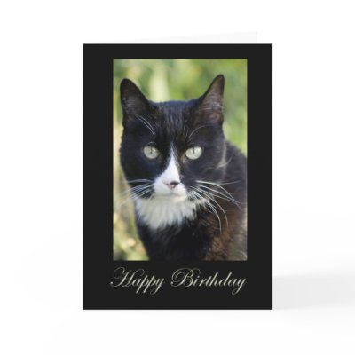 Black & White Cat, blank birthday card by cvanwagoner