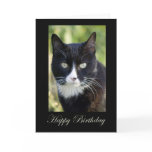 Black & White Cat, blank birthday card