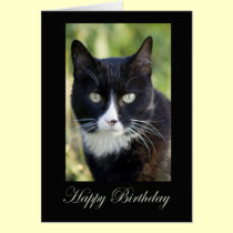Black & White Cat, blank birthday card cards