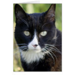 Black & White Cat, blank card