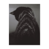 Black & White Cat Postcards
