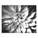 Black & White Chrysanthemum Print 8 x 10 Photo
