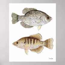 Black & White Crappies Print