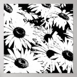 Black&White Daisies posters