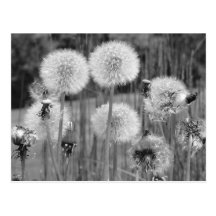 Black & White Dandelions Post Cards