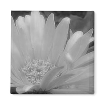 Black & White Gerber Daisy Magnet by HGroseclose