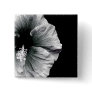 Black & White Hibiscus Flower Photography