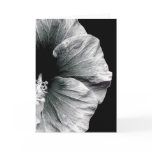 Black & White Hibiscus Flower Photography