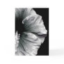 Black & White Hibiscus Flower Photography