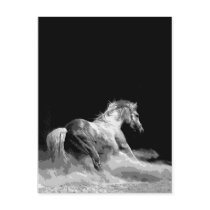 Black & White Horse in Action Postcard