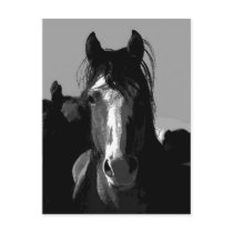 Black & White Horse Portrait Post Cards