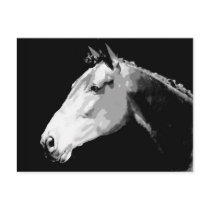 Black & White Horse Post Card