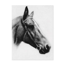 Black & White Horse Post Cards