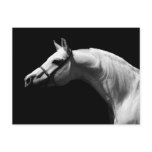 Black & White Horse Post Cards