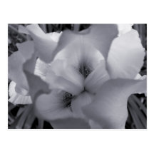 Black & White Iris Postcard