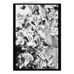Black & White Ivy cards