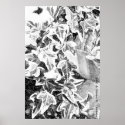 Black & White Ivy posters