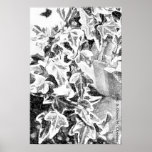 Black & White Ivy Poster