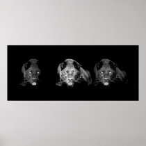 Black & White Jaguar Poster