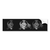 Black & White Jaguar -Wild Cats Bumper Stickers