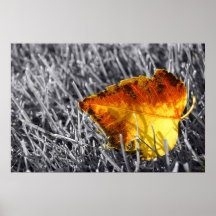Black & White Leaf Poster