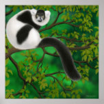 Black & White Lemur Poster posters