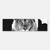 Black & White Lion Bumper Sticker