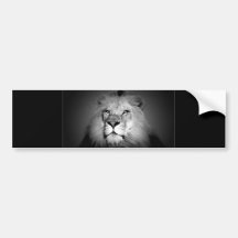 Black & White Lion Bumper Stickers