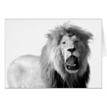 Black & White Lion Greeting Cards